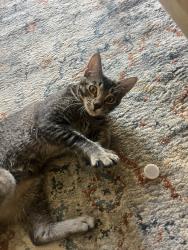 Found/Stray Female Cat last seen Park West Leasing Office, Irvine, CA 92612