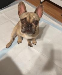 Lost Male Dog last seen Inyo & Niles, Bakersfield, CA 93305