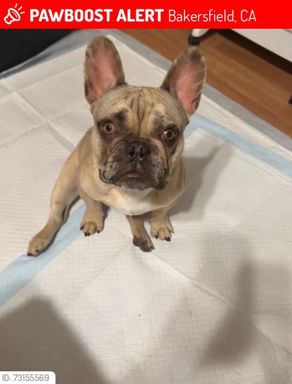 Lost Male Dog last seen Inyo & Niles, Bakersfield, CA 93305