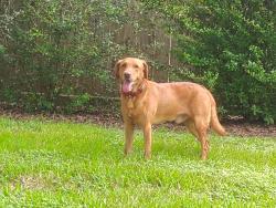 Found/Stray Male Dog last seen Mesquite Dr., Sugar Land, TX 77479
