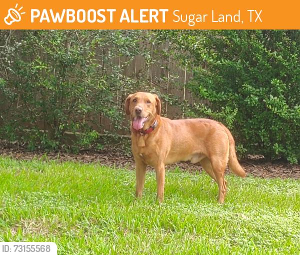 Found/Stray Male Dog last seen Mesquite Dr., Sugar Land, TX 77479