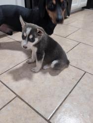 Reunited Female Dog last seen Shunior and Jackson, Edinburg, TX 78539