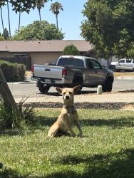 Found/Stray Female Dog last seen Center Parkway, Sacramento, CA 95823