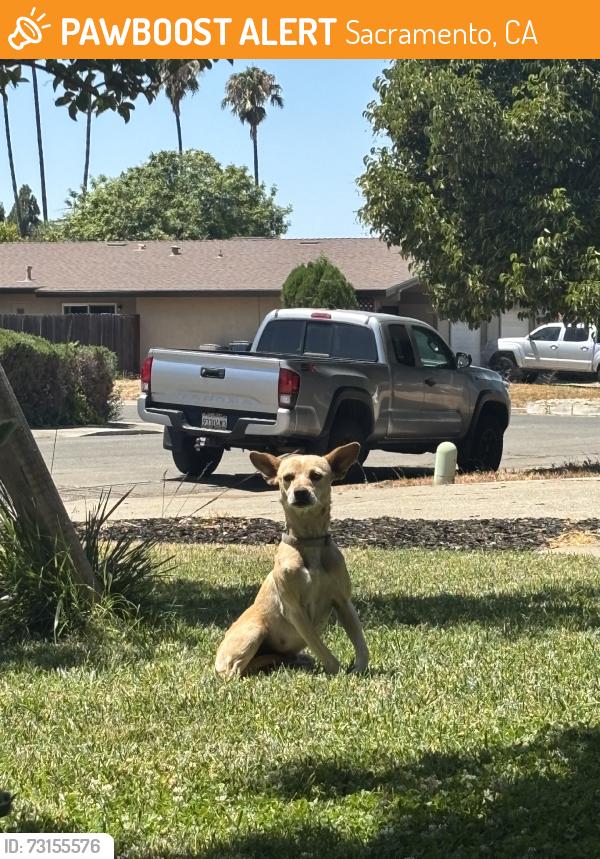Found/Stray Female Dog last seen Center Parkway, Sacramento, CA 95823