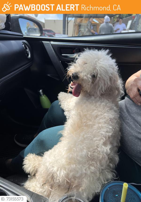 Found/Stray Male Dog last seen McDonald on 23rd streer, Richmond, CA 94808