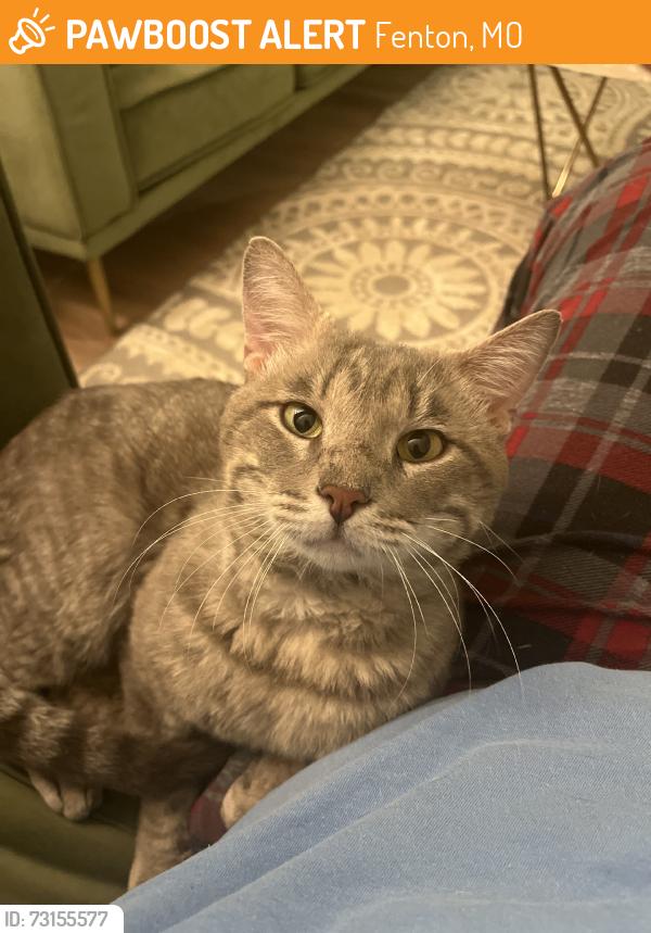 Found/Stray Male Cat last seen San Luis Trails Subdivision, Fenton, MO 63026