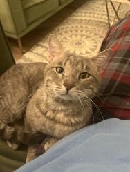 Found/Stray Male Cat last seen San Luis Trails Subdivision, Fenton, MO 63026