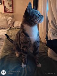 Found/Stray Female Cat last seen Off McFadden nearest cross streer Euclid, Santa Ana, CA 92704
