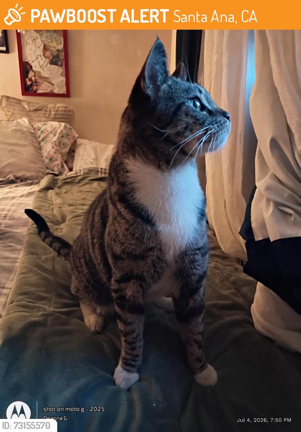 Found/Stray Female Cat last seen Off McFadden nearest cross streer Euclid, Santa Ana, CA 92704