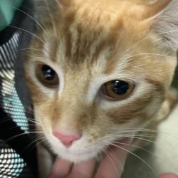 Shelter Stray Male Cat last seen , Animal Care & Control Team of Philly, 111 W Hunting Park Ave, Philadelphia, PA 19140, USA