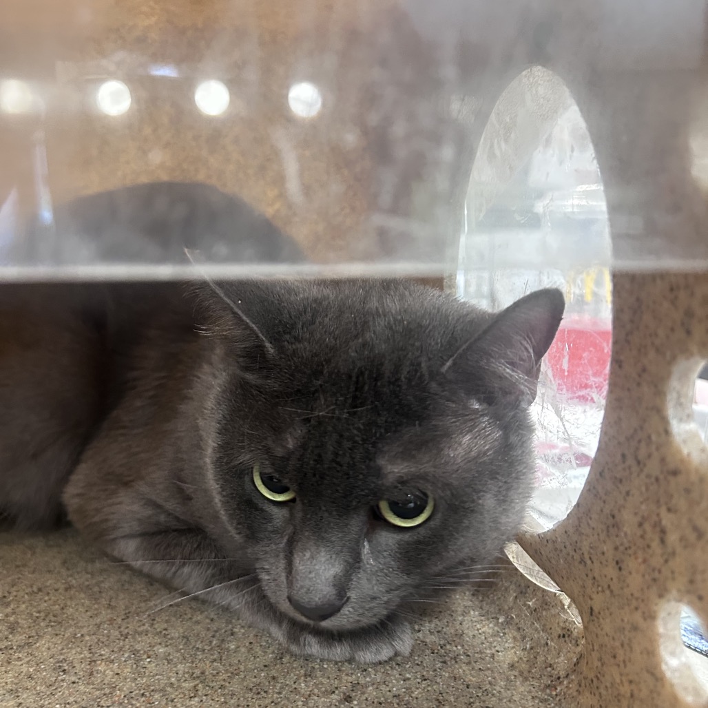 Shelter Stray Male Cat last seen , Animal Care & Control Team of Philly, 111 W Hunting Park Ave, Philadelphia, PA 19140, USA