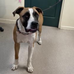 Shelter Stray Male Dog last seen , 361 S Raymond Ave, Pasadena, CA 91105, USA