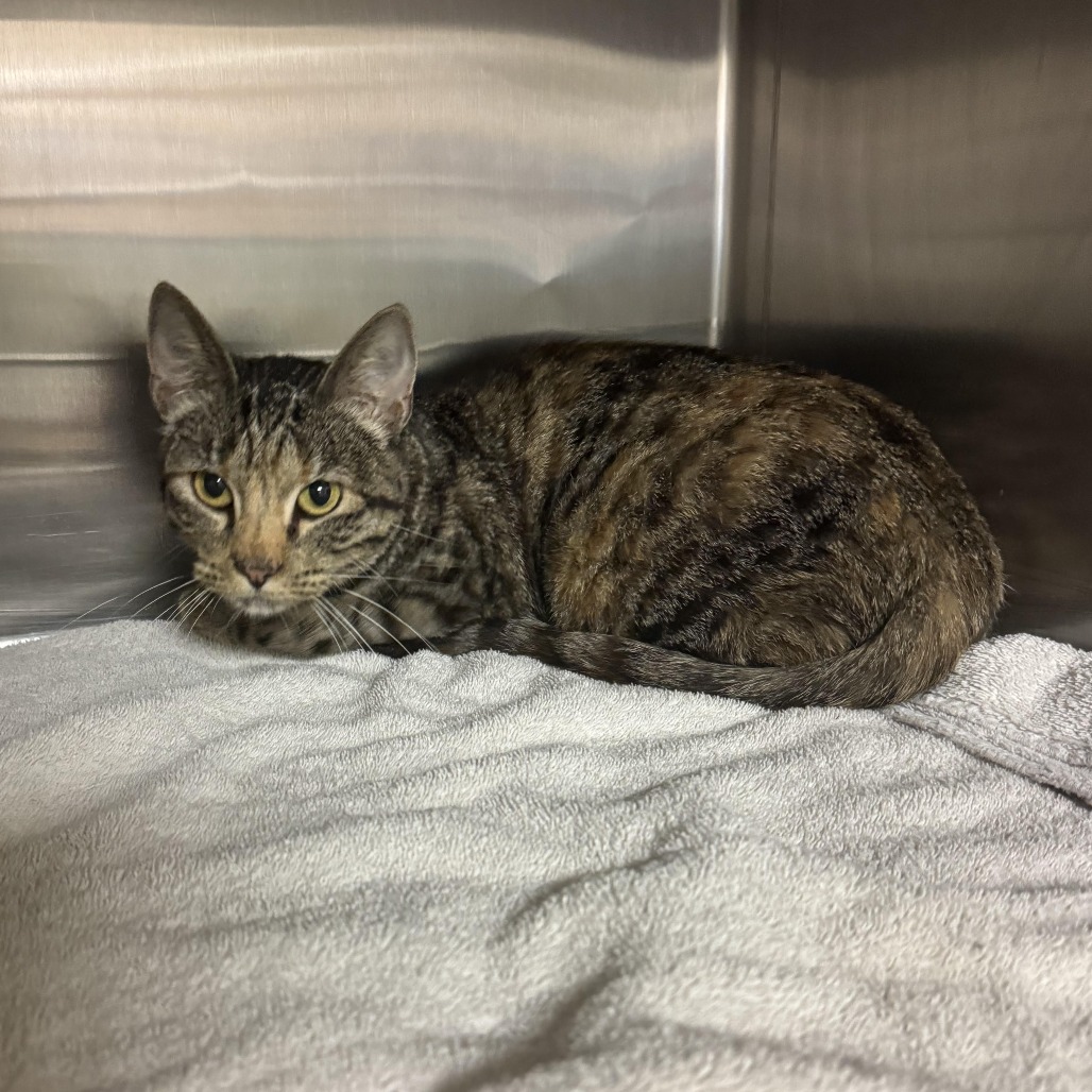 Shelter Stray Female Cat last seen , 3173 K-68 Hwy, Ottawa, KS 66067, USA