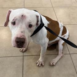Shelter Stray Male Dog last seen , 3200 N Military Trl, West Palm Beach, FL 33409, USA