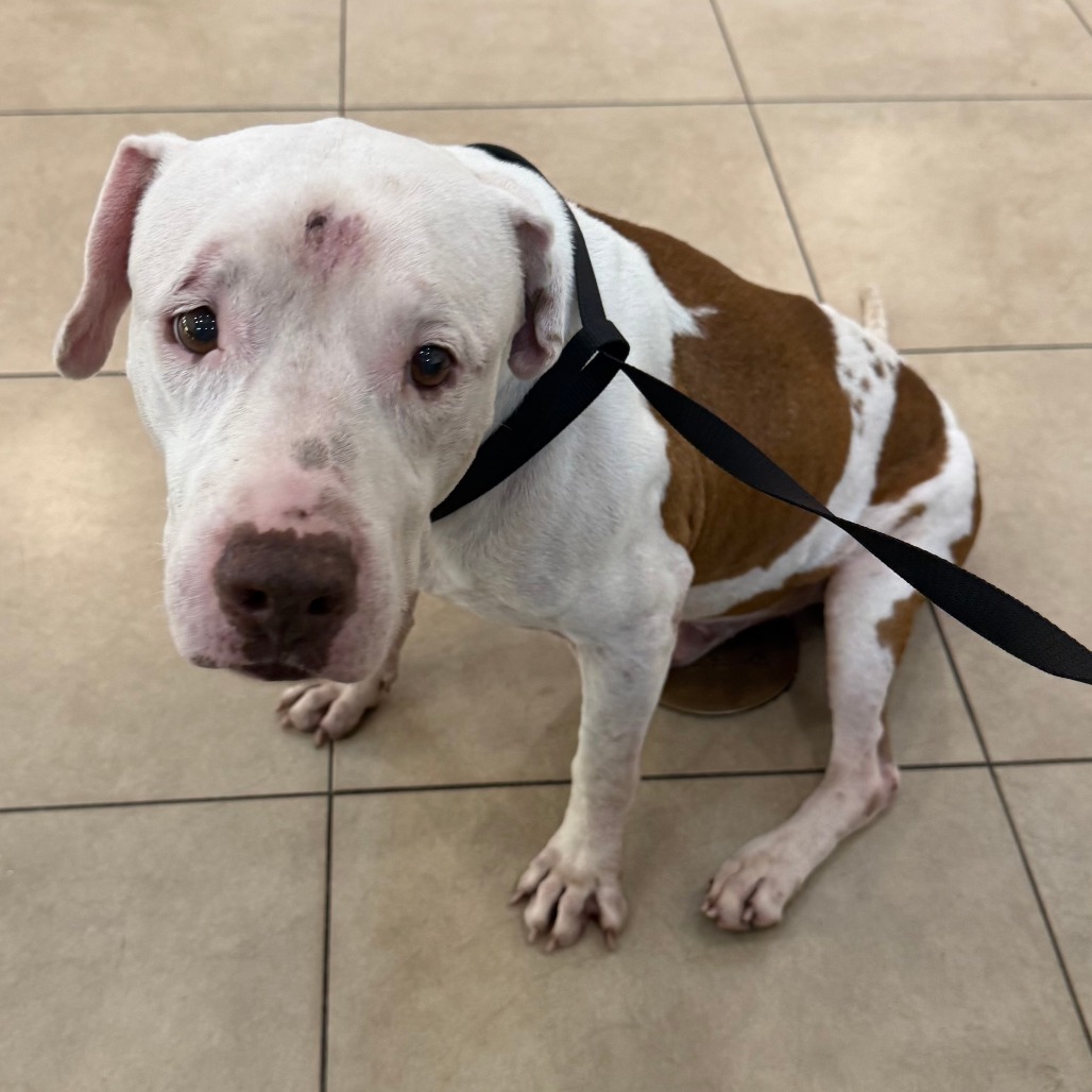 Shelter Stray Male Dog last seen , 3200 N Military Trl, West Palm Beach, FL 33409, USA