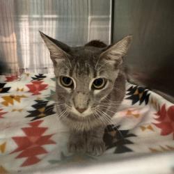 Shelter Stray Female Cat last seen , 141 Canna Ln, Lake Jackson, TX 77566, USA