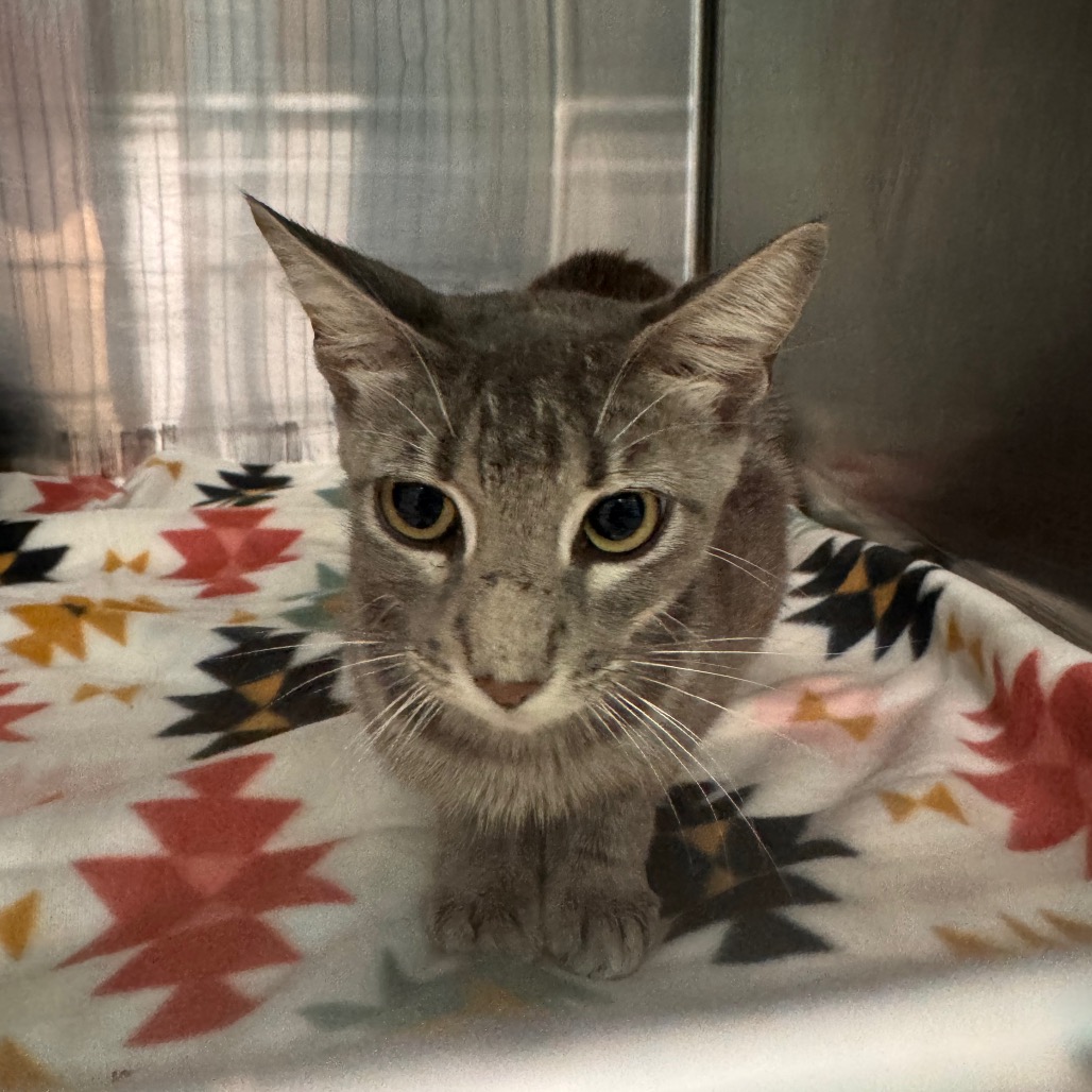 Shelter Stray Female Cat last seen , 141 Canna Ln, Lake Jackson, TX 77566, USA