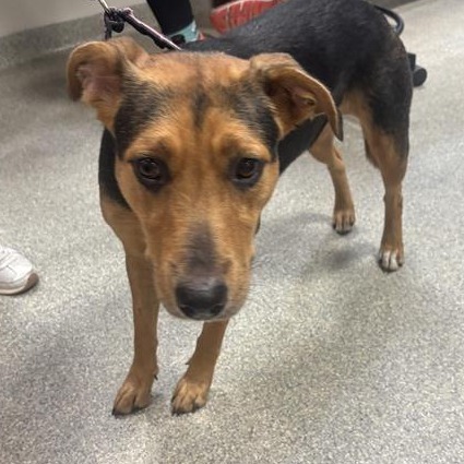 Shelter Stray Female Dog last seen , 8464 Beach Blvd, Jacksonville, FL 32216, USA