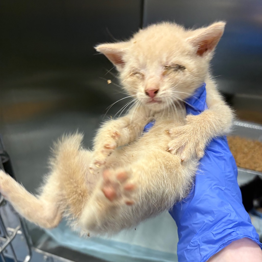 Shelter Stray Unknown Cat last seen , 980 Guilford College Rd, Greensboro, NC 27409, USA
