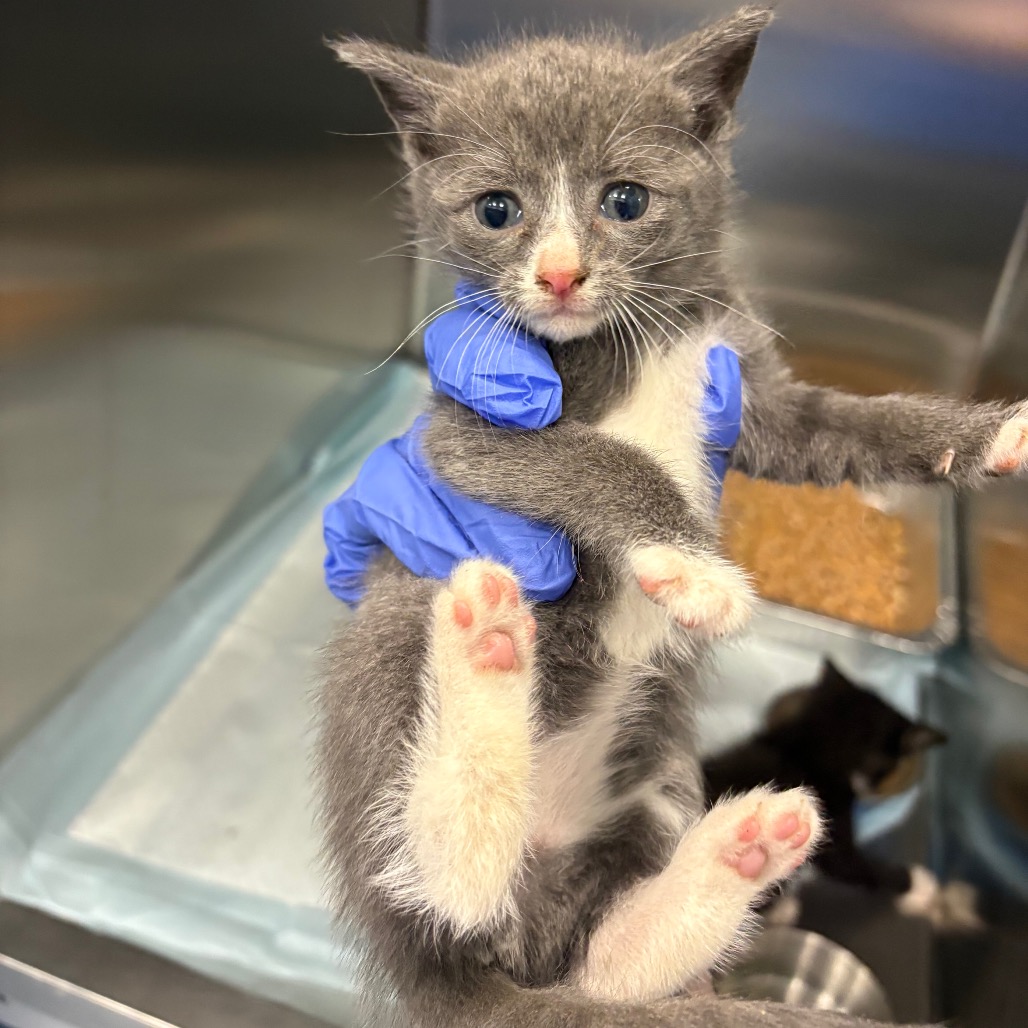 Shelter Stray Unknown Cat last seen , 980 Guilford College Rd, Greensboro, NC 27409, USA