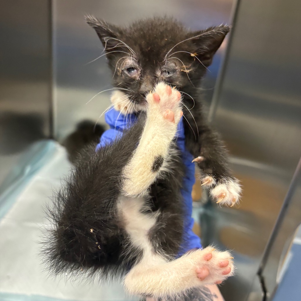 Shelter Stray Unknown Cat last seen , 980 Guilford College Rd, Greensboro, NC 27409, USA