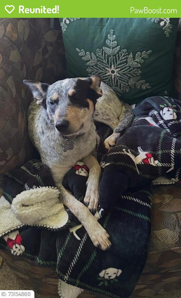 Reunited Female Dog last seen Vineyard Avenue and Holly Street, Oxnard, CA 93036