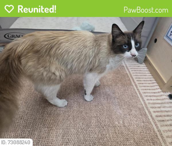Reunited Male Cat last seen Siena Way, Salinas, CA 93905