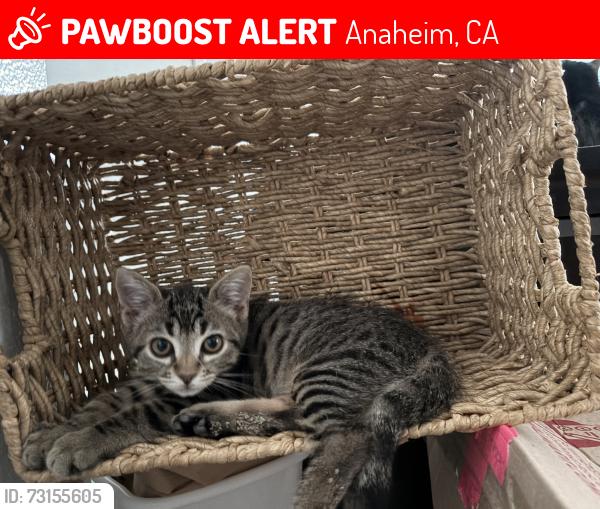 Lost Male Cat last seen East and Santa Ana st, Anaheim, CA 92805