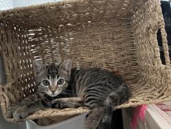 Lost Male Cat last seen East and Santa Ana st, Anaheim, CA 92805