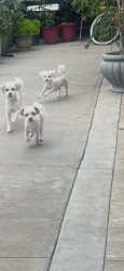 Lost Male Dog last seen Cheshire and clarkdale, Norwalk, CA 90650