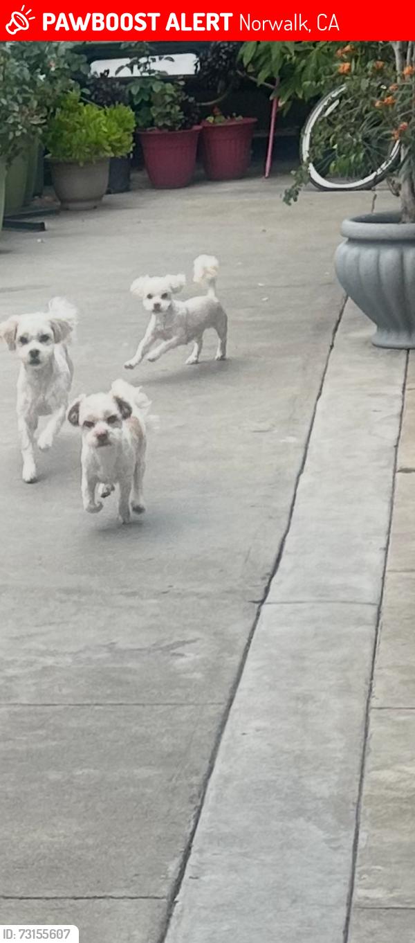 Lost Male Dog last seen Cheshire and clarkdale, Norwalk, CA 90650