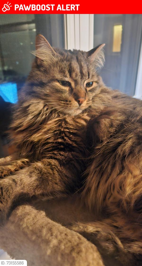 Lost Male Cat last seen Eglinton Ave West and Erin Mills Parkway, Mississauga, ON L5M 4E7