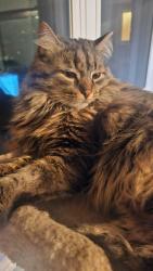 Lost Male Cat last seen Eglinton Ave West and Erin Mills Parkway, Mississauga, ON L5M 4E7