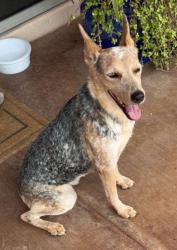 Found/Stray Female Dog last seen 107th & Camelback, Phoenix, AZ 85037
