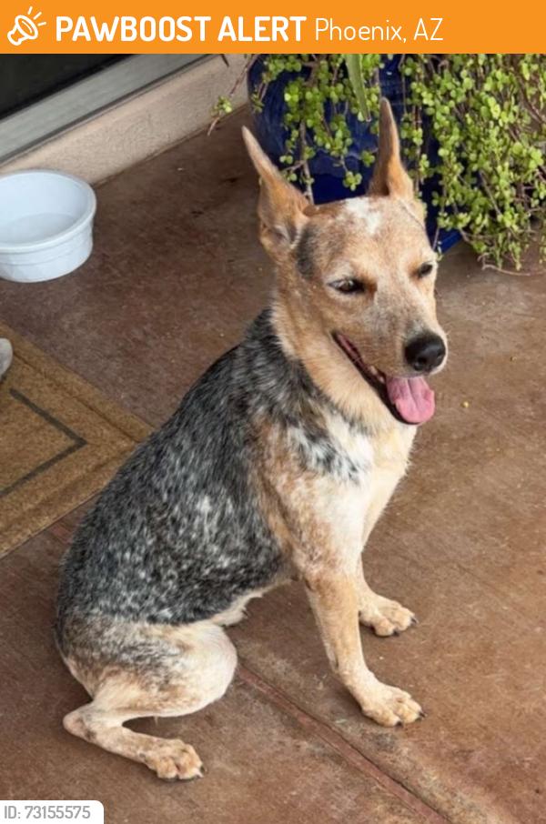 Found/Stray Female Dog last seen 107th & Camelback, Phoenix, AZ 85037