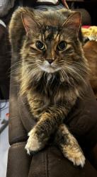 Reunited Female Cat last seen West 7th and Douglas St, Saint Paul, MN 55102