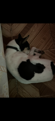 Lost Female Dog last seen Paseo jardín , Virginia, Veracruz, Ver., Veracruz, Ver. 