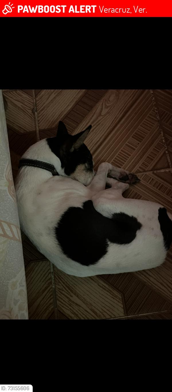Lost Female Dog last seen Paseo jardín , Virginia, Veracruz, Ver., Veracruz, Ver. 
