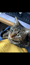 Lost Male Cat last seen At home, West Yorkshire, England LS12 6LD