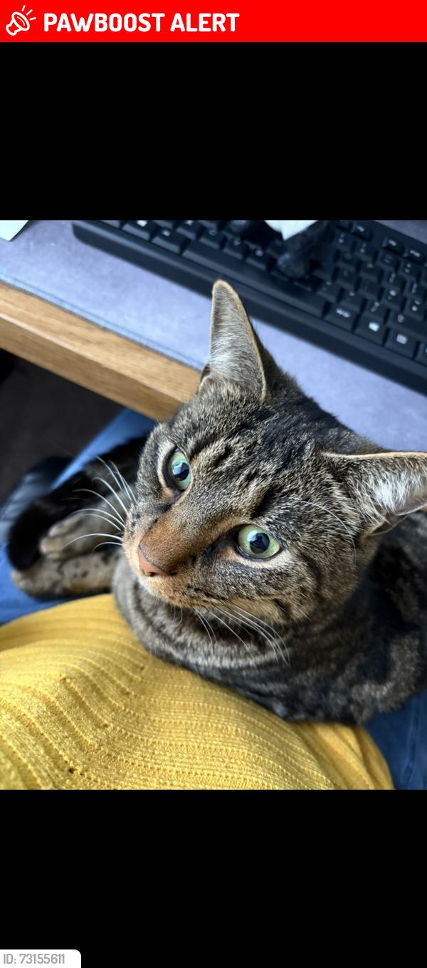 Lost Male Cat last seen At home, West Yorkshire, England LS12 6LD