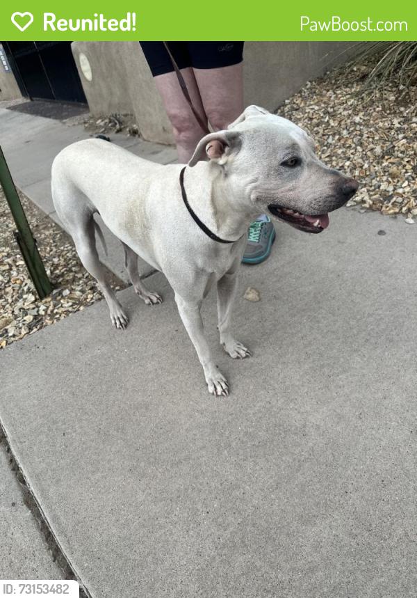 Reunited Female Dog last seen Rio Grande Blvd NW & Griegos Rd NW, Albuquerque, NM 87107, USA, Albuquerque, NM 87107