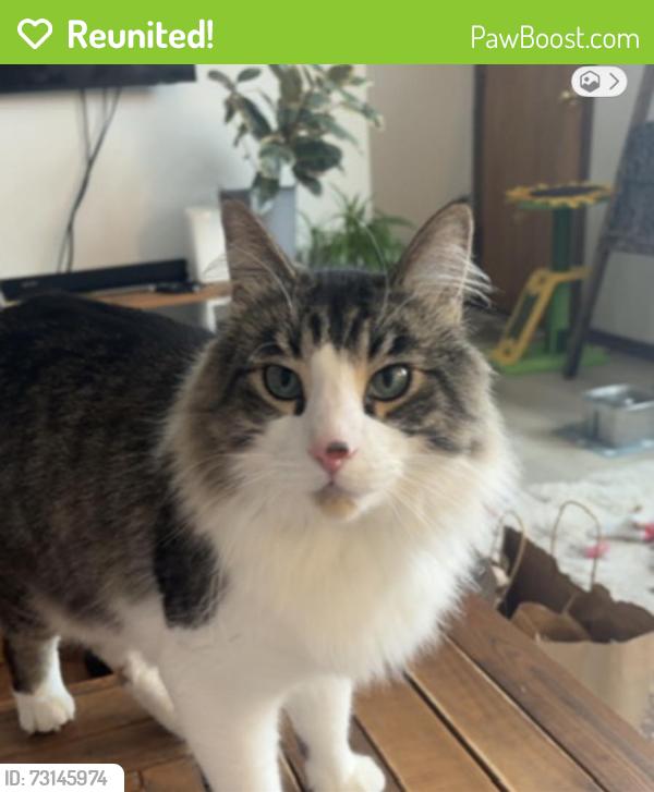 Reunited Male Cat last seen Arrive at Redstone Townhouses - Near the 124th Ave Brick Wall, Calgary, AB T3N 1B5