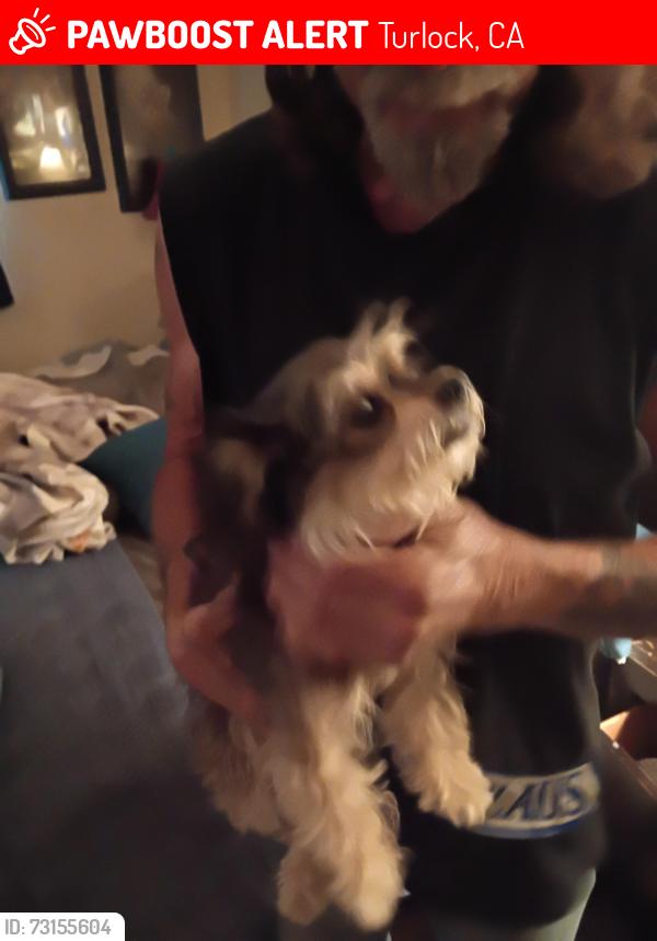 Lost Female Dog last seen East avenue the corner of blossom, Turlock, CA 95380