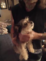 Lost Female Dog last seen East avenue the corner of blossom, Turlock, CA 95380