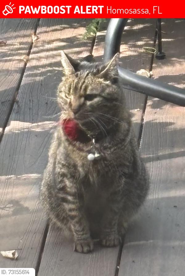 Lost Female Cat last seen halls river road and blue river cove terrace, Homosassa, FL 34448