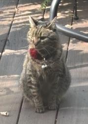 Lost Female Cat last seen halls river road and blue river cove terrace, Homosassa, FL 34448