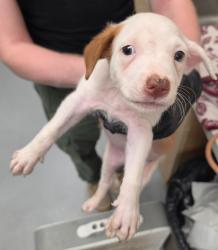 Shelter Stray Male Dog last seen Midwest City, 8485 E Reno Ave, Midwest City, OK 73110, USA