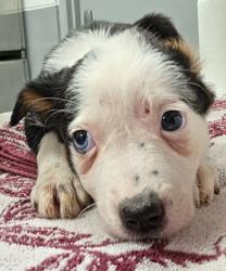 Shelter Stray Female Dog last seen Midwest City, 8485 E Reno Ave, Midwest City, OK 73110, USA