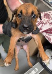 Shelter Stray Male Dog last seen Midwest City, 8485 E Reno Ave, Midwest City, OK 73110, USA