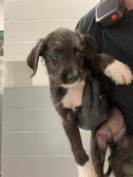 Shelter Stray Male Dog last seen Forest park, 8485 E Reno Ave, Midwest City, OK 73110, USA